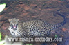 Puttur : Leopard falls into well, escapes
